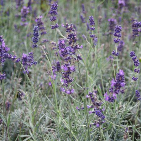 Lavandula angustifolia Hidcote