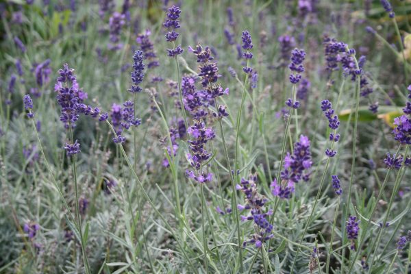 Lavandula angustifolia Hidcote