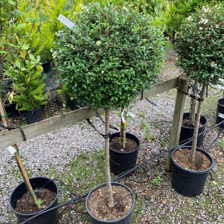 Ligustrum delavayanum Jonandrum half standard Lollipop 15L