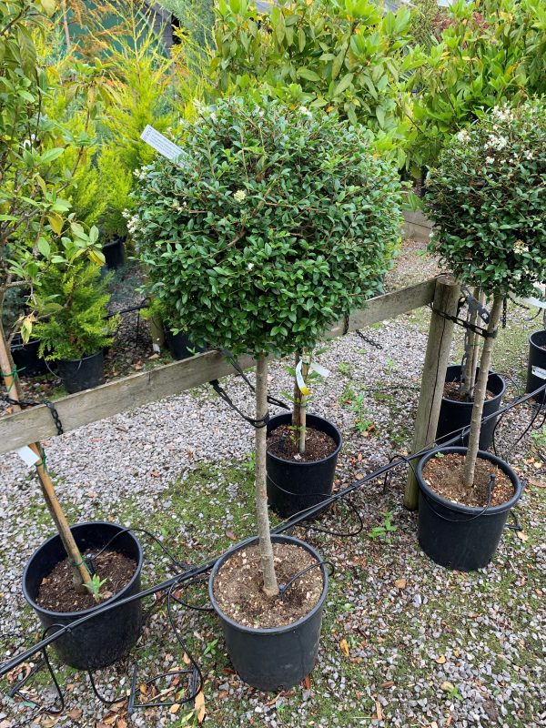 Ligustrum delavayanum Jonandrum half standard Lollipop 15L