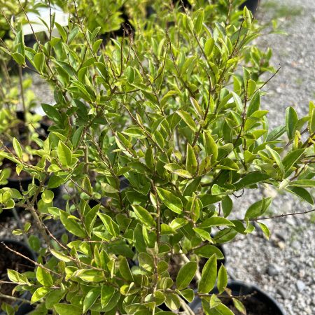 Ligustrum ovalifolium - Privet