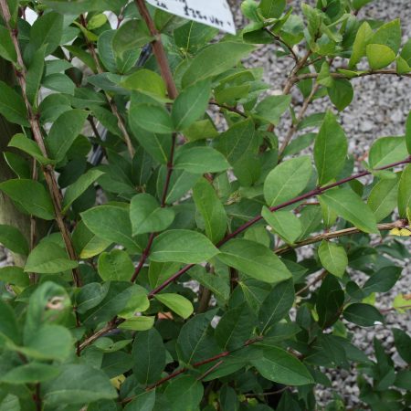 Lonicera fragrantissima - Winter Flowering Honeysuckle