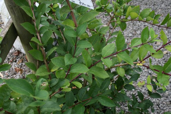 Lonicera fragrantissima - Winter Flowering Honeysuckle