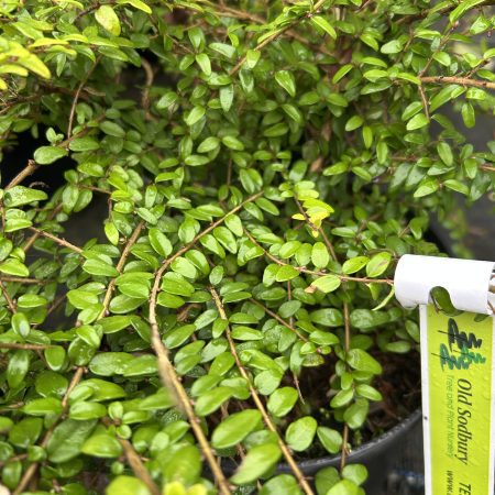 Lonicera nitida 'Baggesen's Gold'