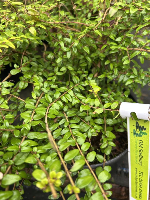 Lonicera nitida 'Baggesen's Gold'