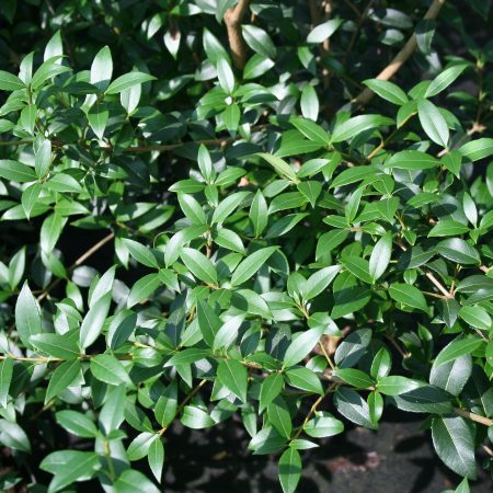 Osmanthus burkwoodii