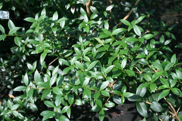 Osmanthus burkwoodii