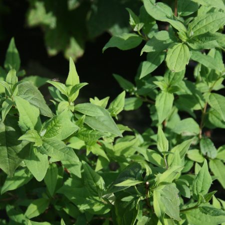 Philadelphus Belle Etoile