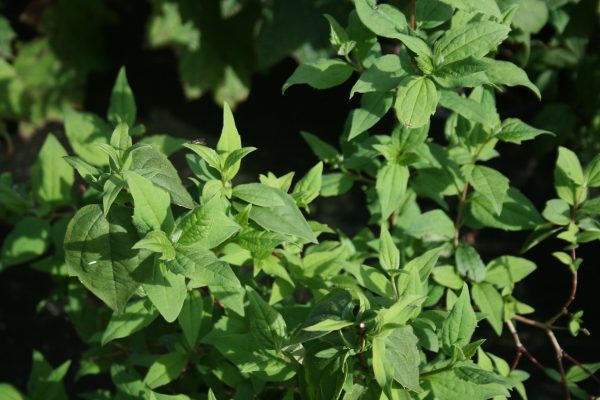 Philadelphus Belle Etoile