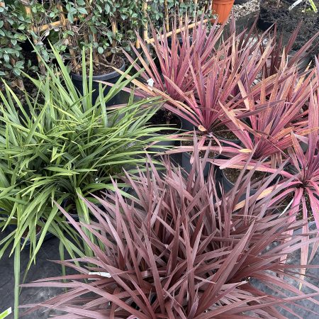 Phormium varieties