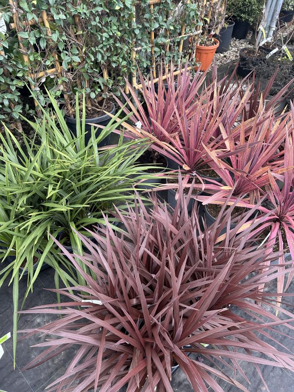 Phormium varieties