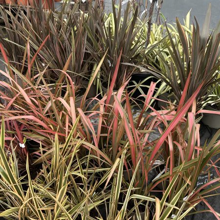 Phormium varieties - Image 2