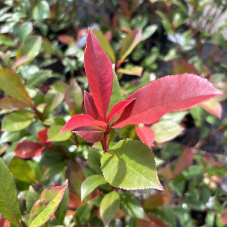 Photinia x fraseri Carre Rouge