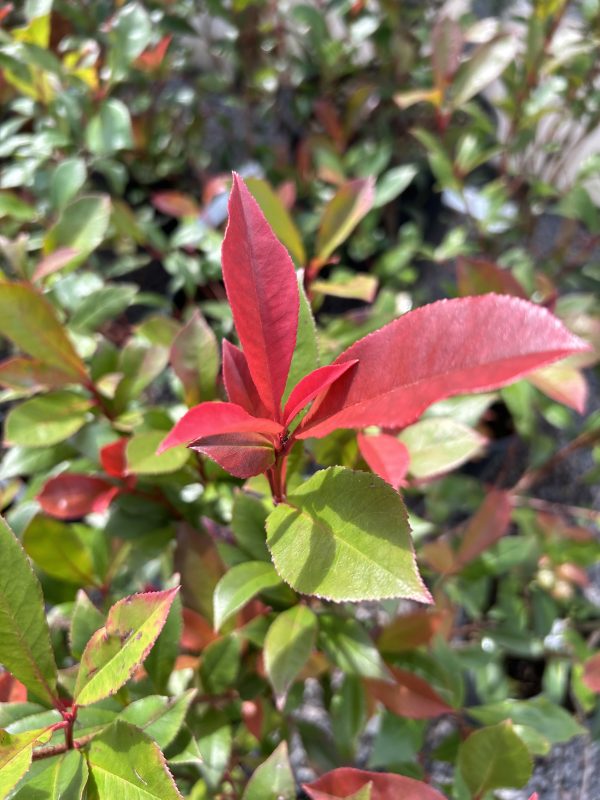 Photinia x fraseri Carre Rouge