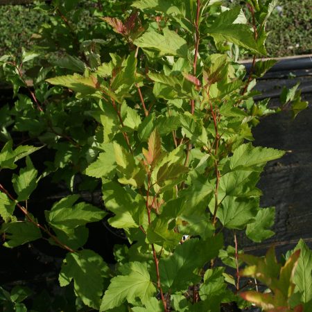 Physocarpus opulifolius Dart's Gold