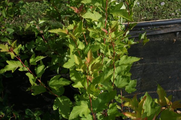 Physocarpus opulifolius Dart's Gold