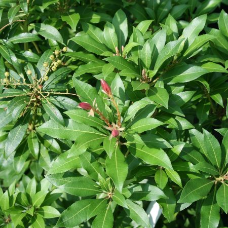 Pieris japonica Varieties