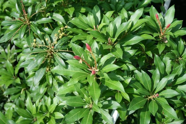 Pieris japonica Varieties