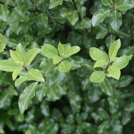 Pittosporum tenuifolium