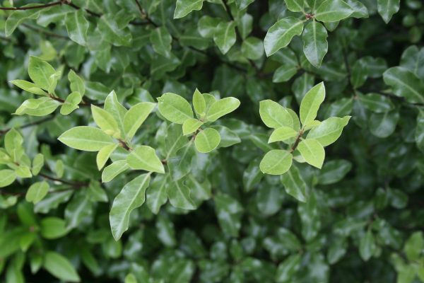 Pittosporum tenuifolium