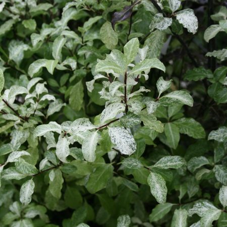 Pittosporum tenuifolium Irene Paterson