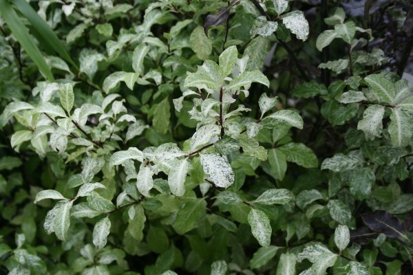 Pittosporum tenuifolium Irene Paterson