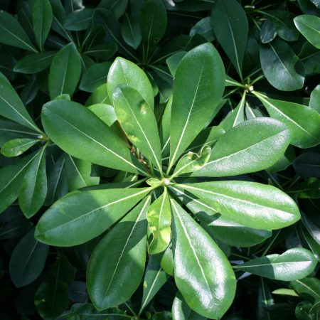 Pittosporum tobira nanum