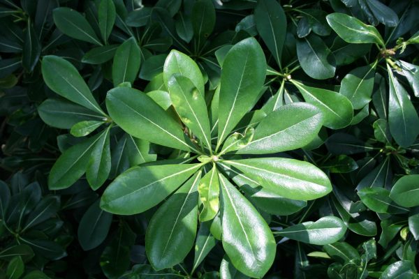 Pittosporum tobira nanum