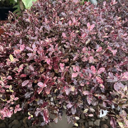 Pittosporum tenuifolium Tom Thumb