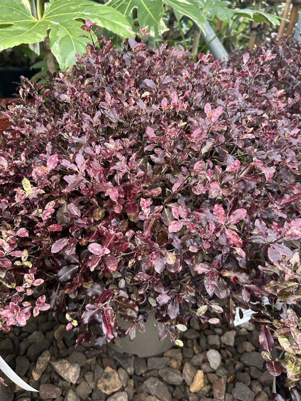 Pittosporum tenuifolium Tom Thumb