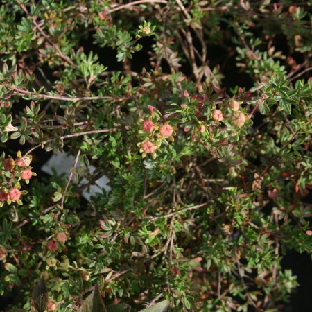 Potentilla fruticosa Daydawn