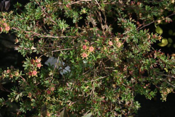 Potentilla fruticosa Daydawn