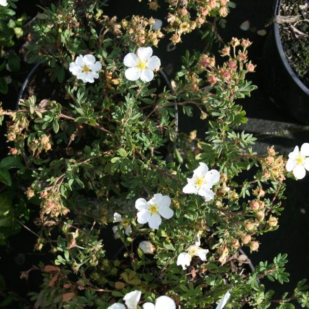 Potentilla fruticosa Abbotswood