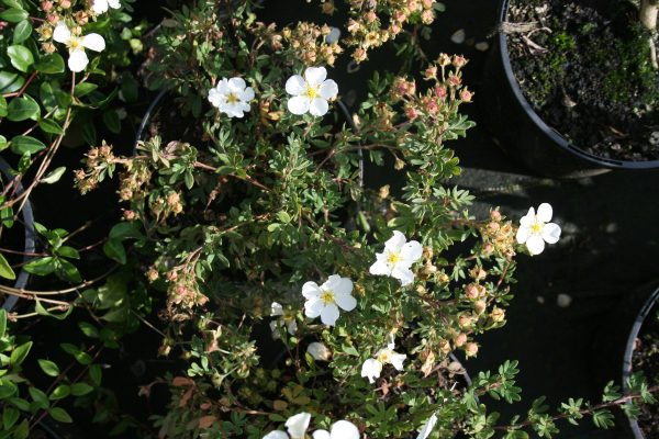 Potentilla fruticosa Abbotswood