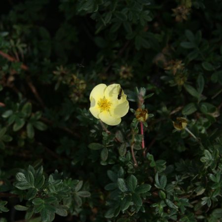 Potentilla fruticosa Primrose Beauty