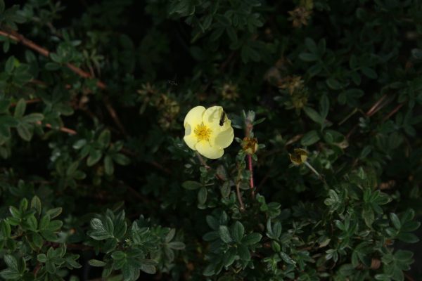 Potentilla fruticosa Primrose Beauty