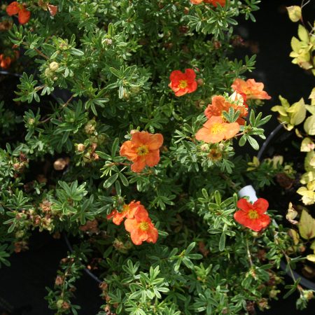 Potentilla fruticosa Red Ace