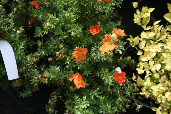 Potentilla fruticosa Red Ace