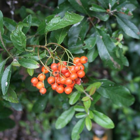 Pyracantha Orange Charmer