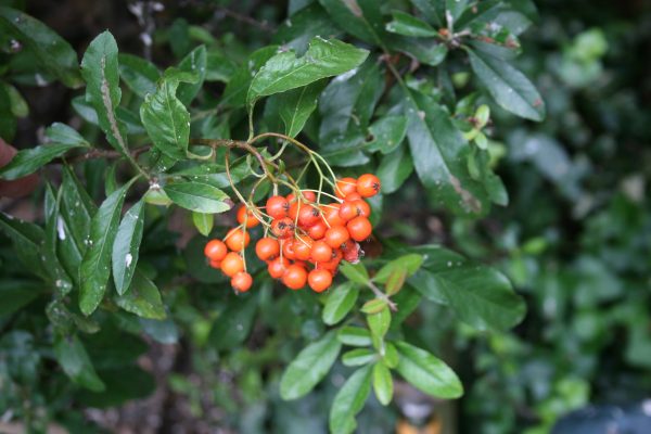 Pyracantha Orange Charmer