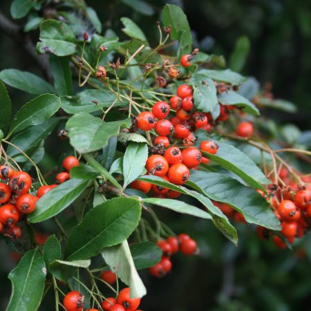 Pyracantha Orange Charmer