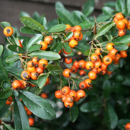 Pyracantha Orange Charmer