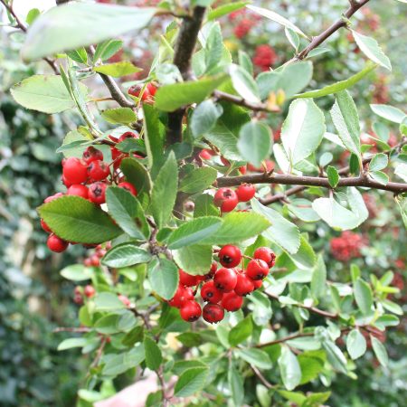 Pyracantha Red Column