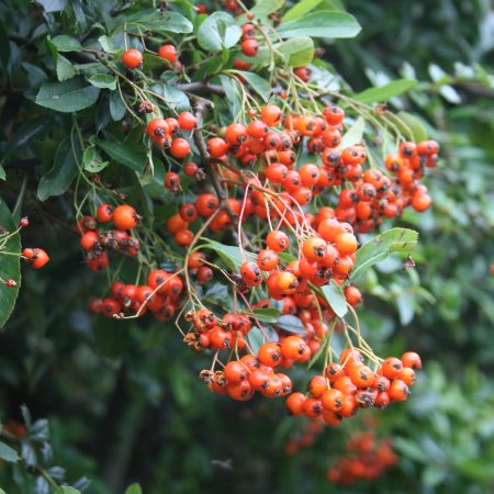 Pyracantha Red Column