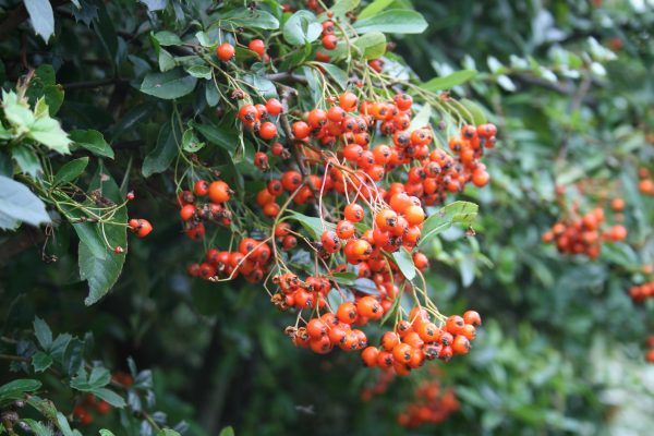 Pyracantha Red Column