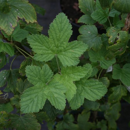 Ribes sanguineum King Edward VII