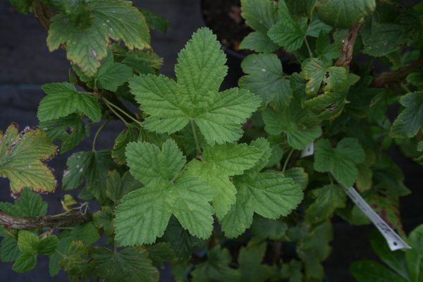 Ribes sanguineum King Edward VII