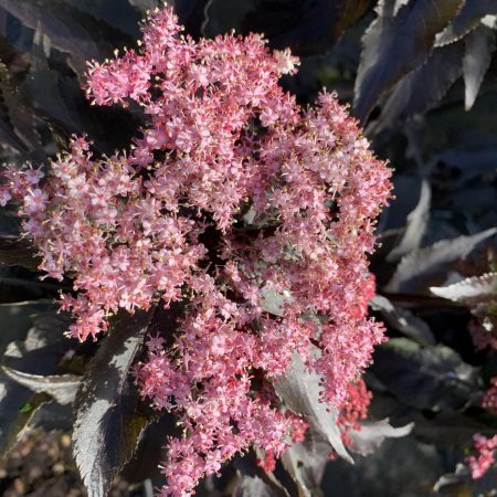 Sambucus Black Beauty