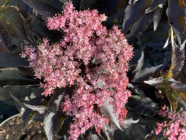 Sambucus Black Beauty