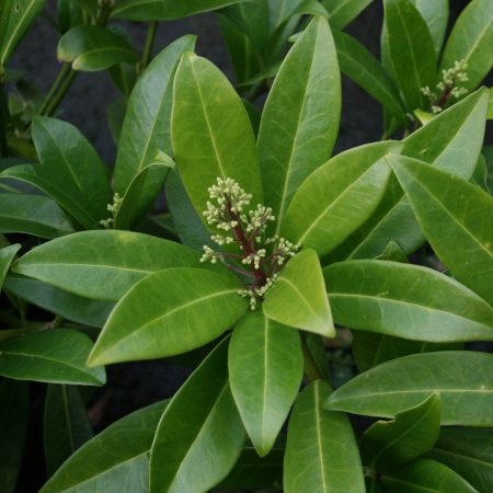 Skimmia x confusa Kew Green